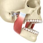 TMD The Temporomandibular Joint Disorder